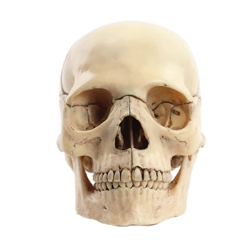 1:2 Разобранная анатомическая модель черепа Анатомия скелета Модель черепа Съемные учебные принадлежности Инструмент