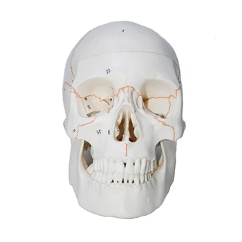 2022 размер анатомической модели черепа съемная модель скелета головы для изучения заболеваний