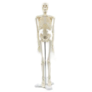 45 см Анатомическая анатомия человека Модель скелета Плакат Помощь в изучении анатомии Модель скелета человека