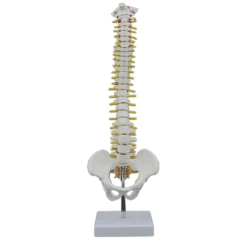 45 см Позвоночник человека с тазовой моделью Анатомическая анатомия человека Модель позвоночника Модель позвоночника + подставка Fexible