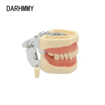 DARHMMY Стоматологическая модель 28 зубов Модель десны зубов Обучающая модель Стандартная стоматологическая модель типодонта Демонстрация со съемным