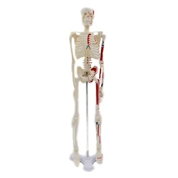 G5AA 17.72'' Мини-модель человеческого скелета в полный рост с подвижными руками и ногами для