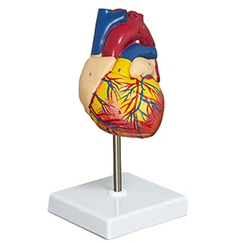 Анатомическая модель сердца 2-частная модель человеческого сердца в натуральную величину Анатомия с 34 анатомическими структурами, анатомическое сердце