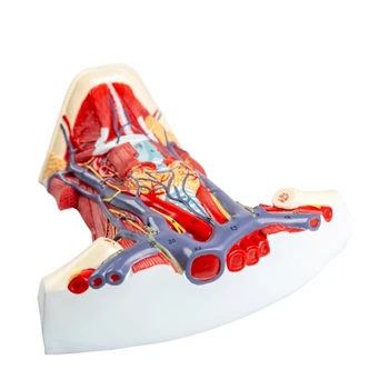 Анатомическая модель шейных мышц для учебного пособия, Анатомическая модель мышц шеи показывает детали мышц шеи