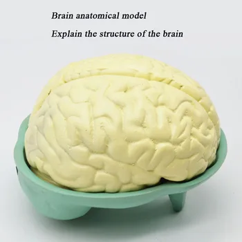 Биологическая модель анатомии мозга Биологический эксперимент средней школы Учебные пособия для объяснения структуры мозга