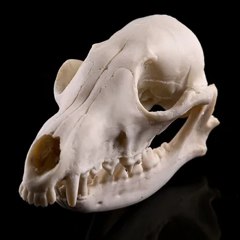Реалистичная реалистичная реплика из смолы Fox Skull Обучение Модель скелета Аквариум Домашний декор
